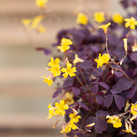 Оксалис Красный, Кислица (Oxalis Rubra) D10см