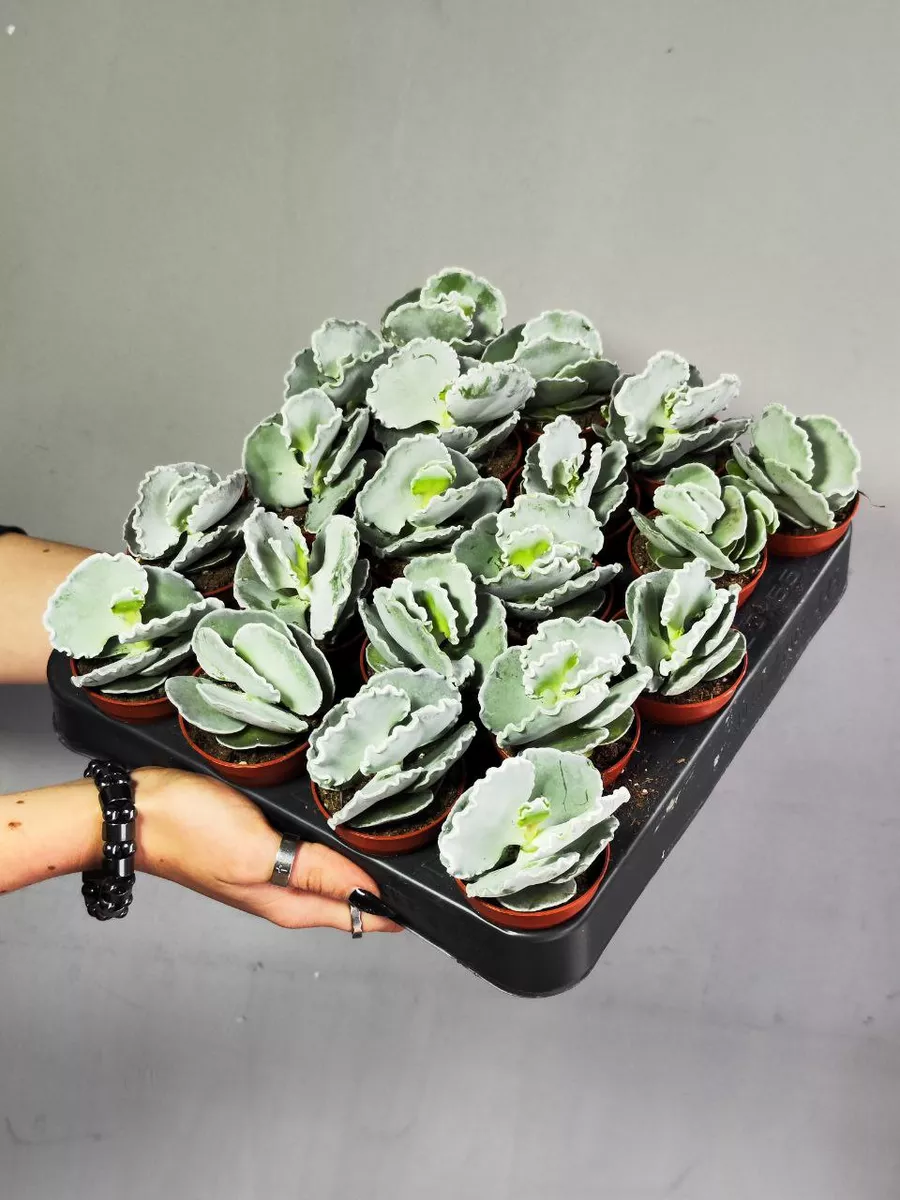 Котиледон Ундулата (Cotyledon Undulata) D5см