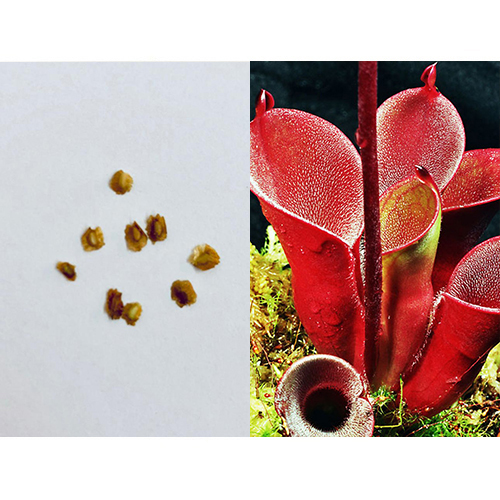 Семена Гелиамфоры прекрасной (Heliamphora pulchella) 3 шт