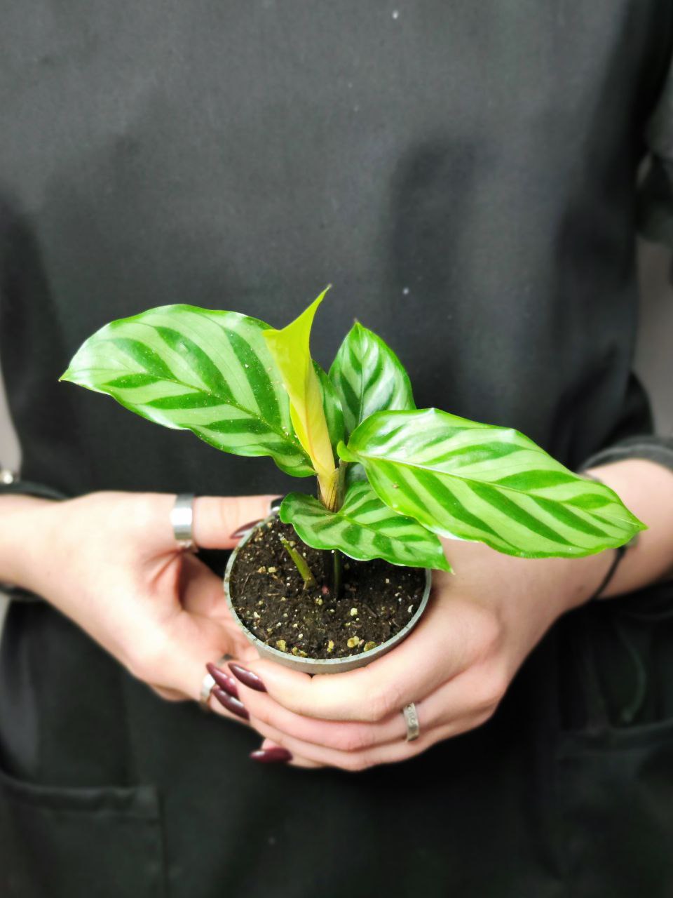 Калатея Фредди (Calathea Freddie) D6см