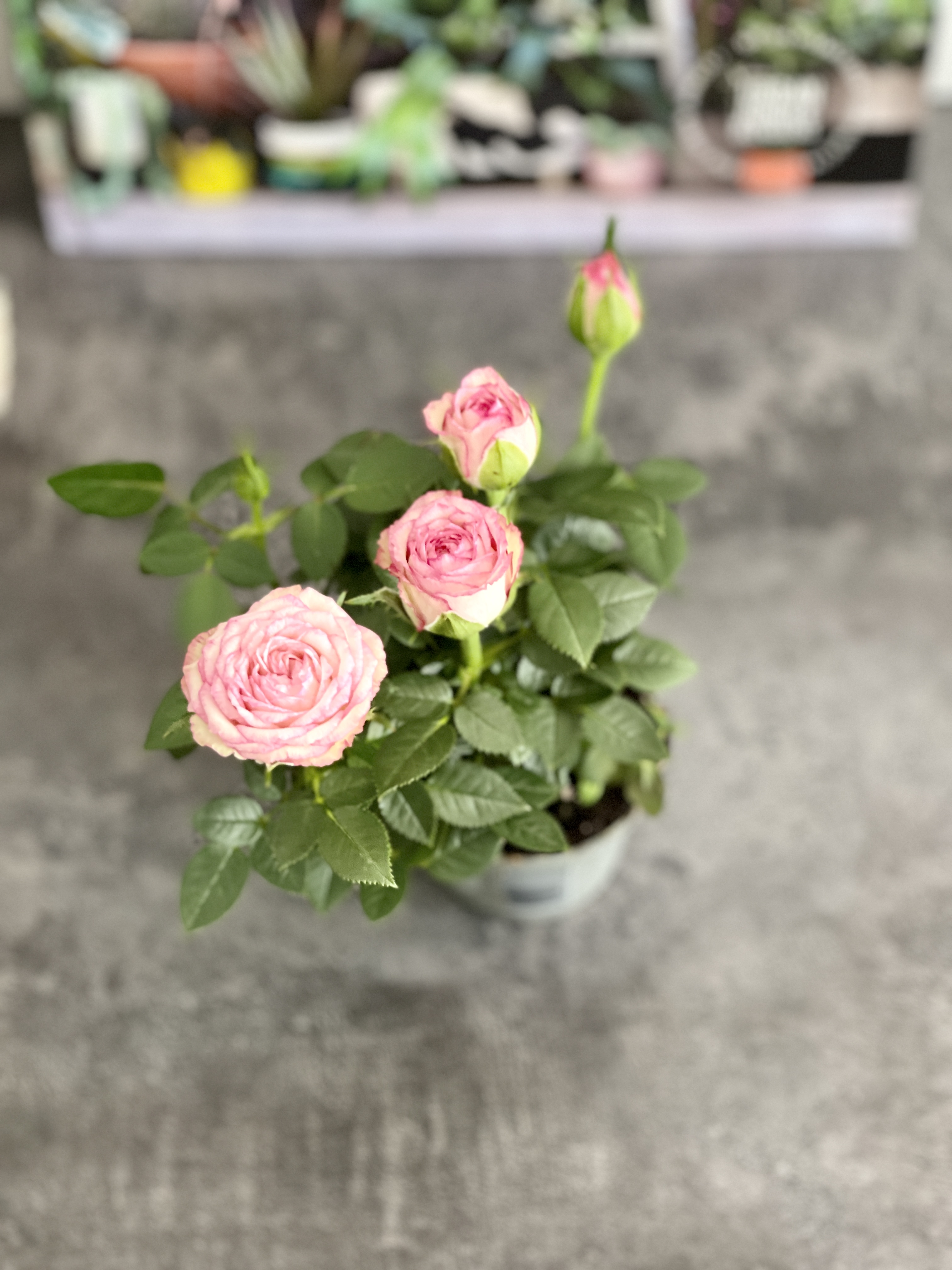 Роза Даника комнатная светло - розовая (Rosa Danica "Light Pink") D6см