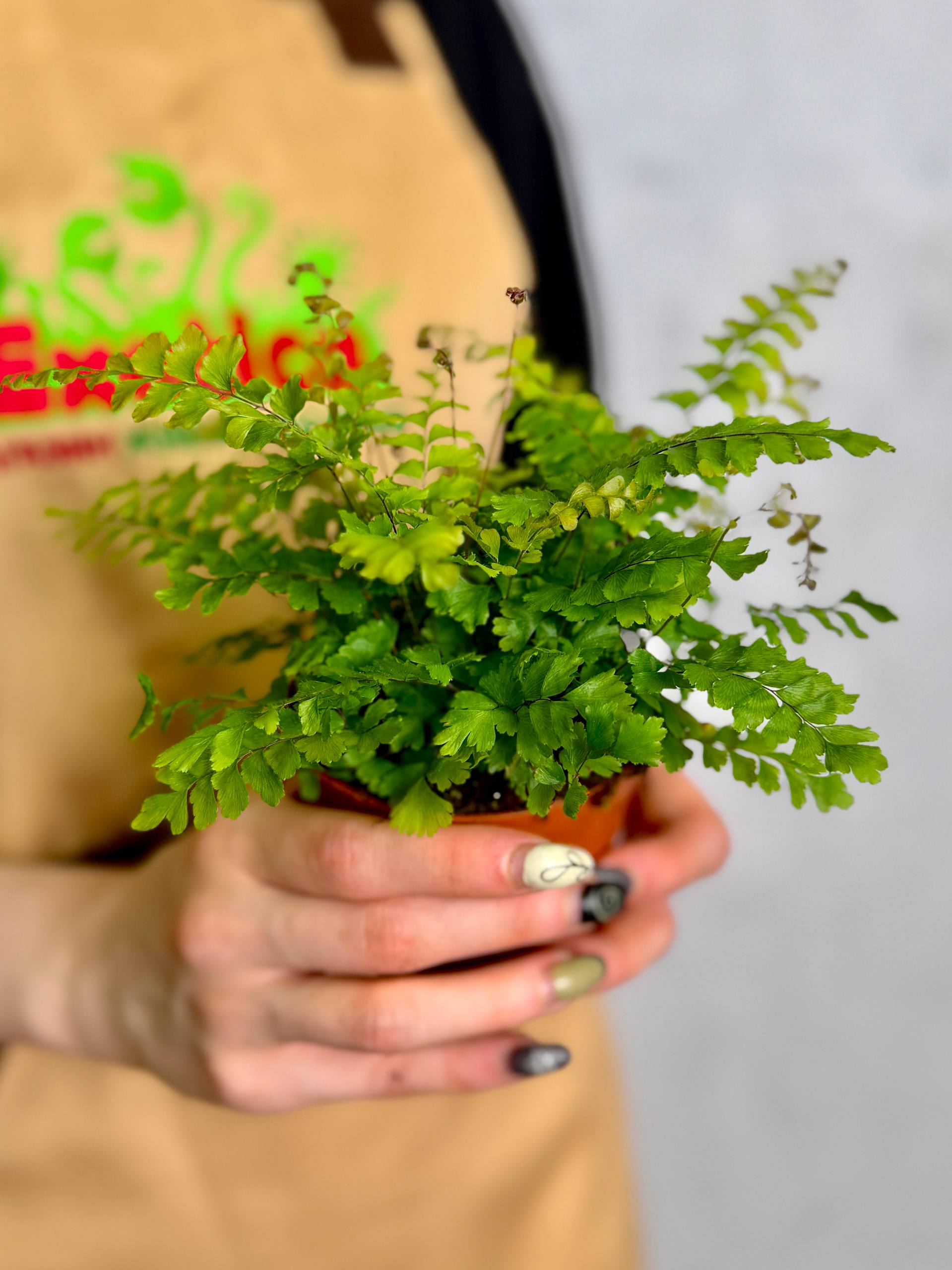 Адиантум Бронз Венус (Adiantum Bronze Venus) D8,5см