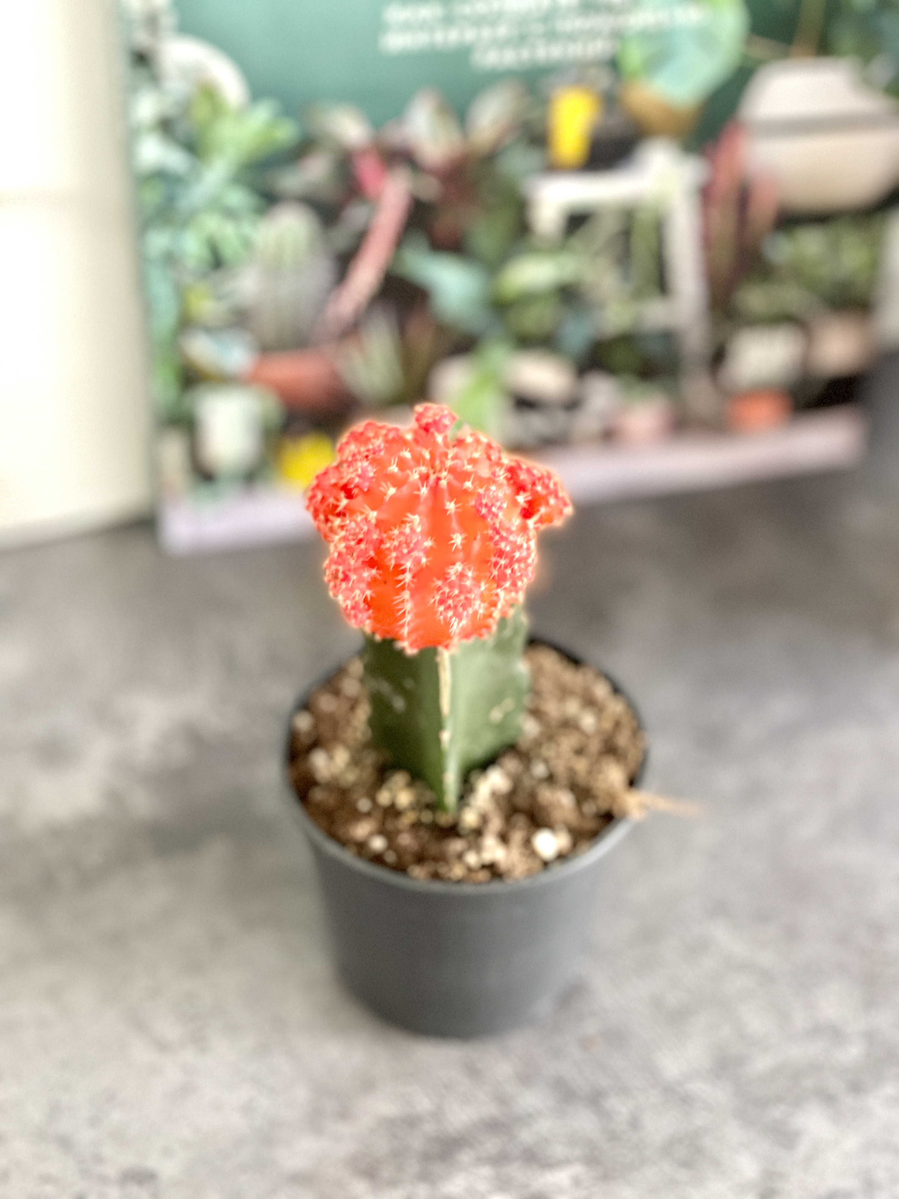 Гимнокалициум Михановича Микс (Gymnocalycium Mihanovichii Mix) D9см