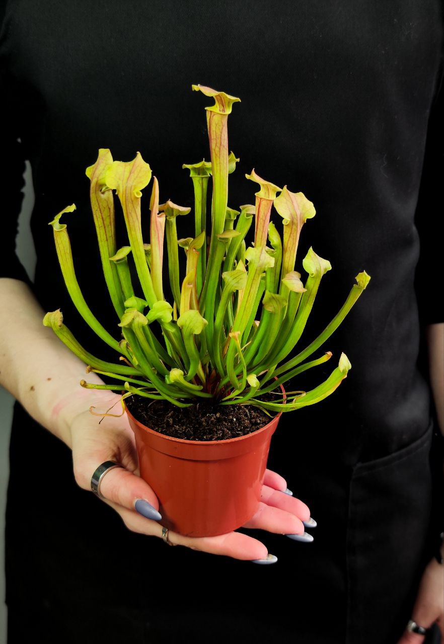 Саррацения Тиго (Sarracenia Tygo) D9см