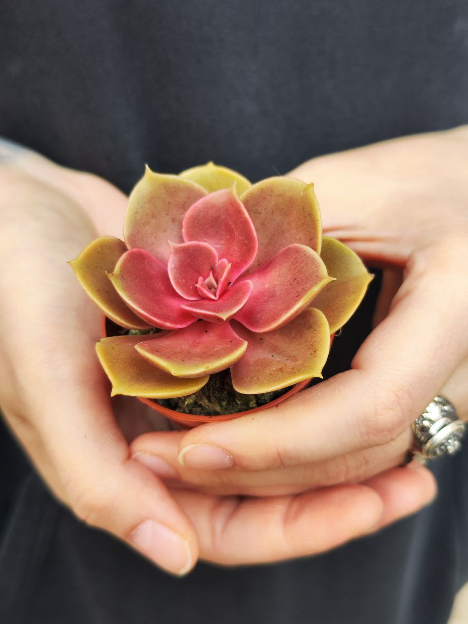 Эхеверия Мэджик Ред (Echeveria Magic Red) D5см