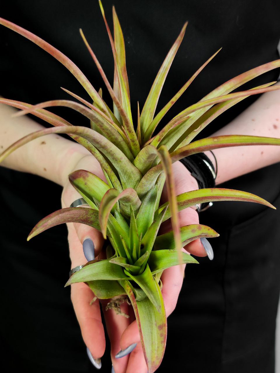 Тилландсия Мэджик XL (Tillandsia Magic XL)