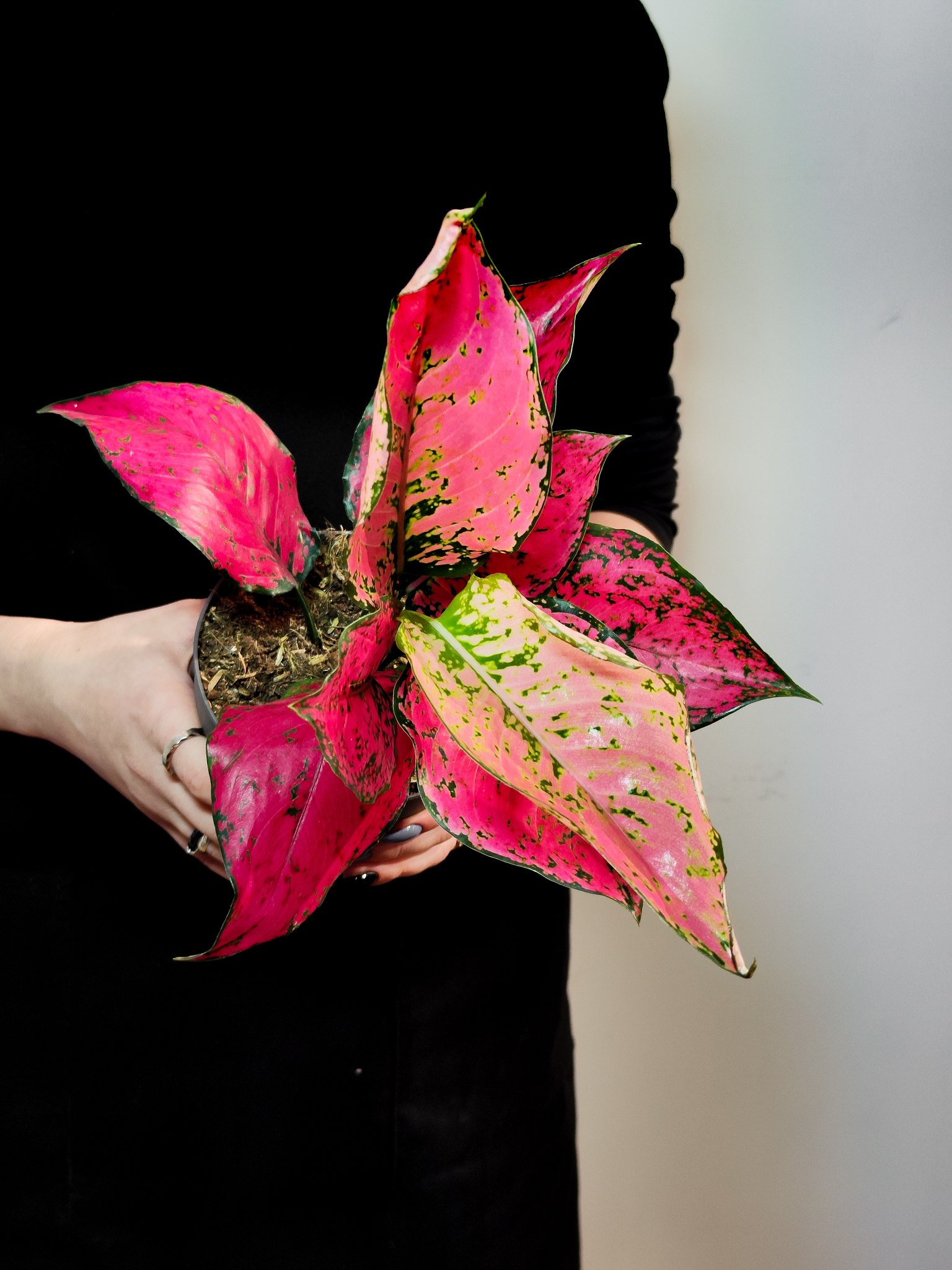 Аглаонема Спайси Пинк (Aglaonema Spicy Pink) D12см