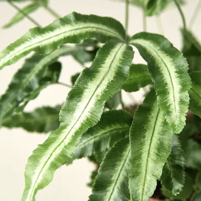 Птерис Критский Альболинеата (Pteris Cretica Albolineata) D7см