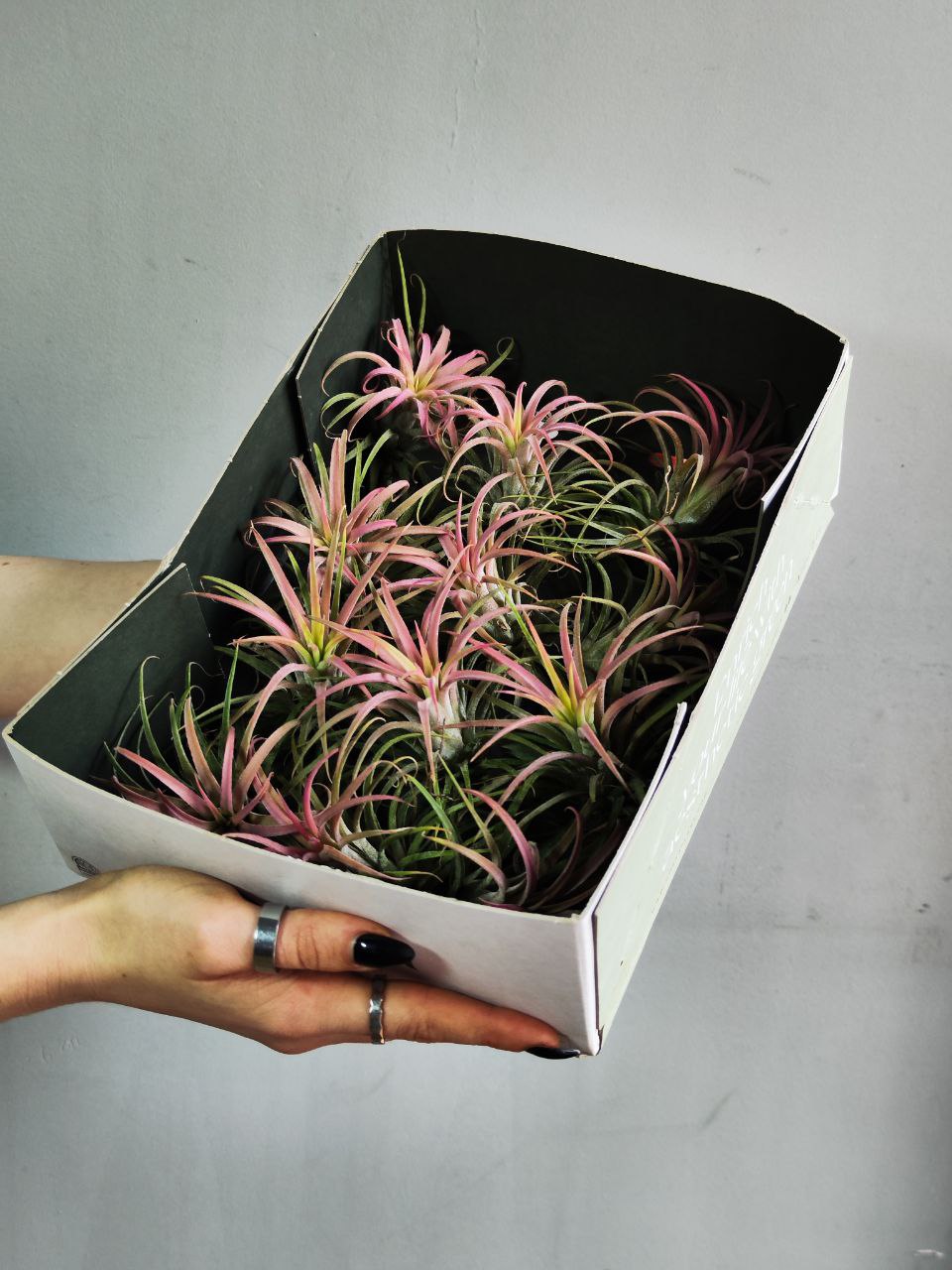 Тилландсия Ионанта Красная XL (Tillandsia Ionantha Red)