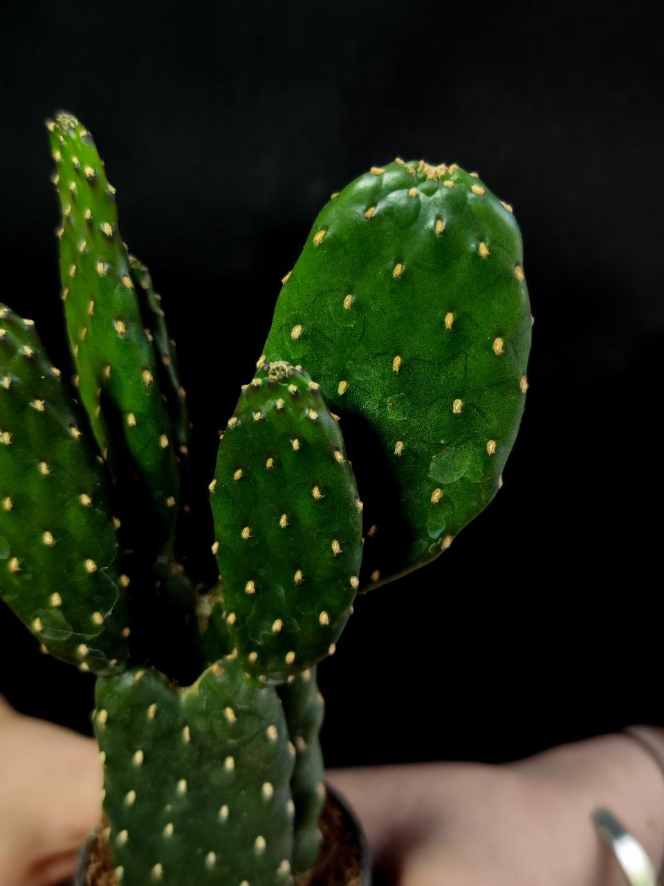 Опунция Рубесценс (Opuntia Rubescens) D6см