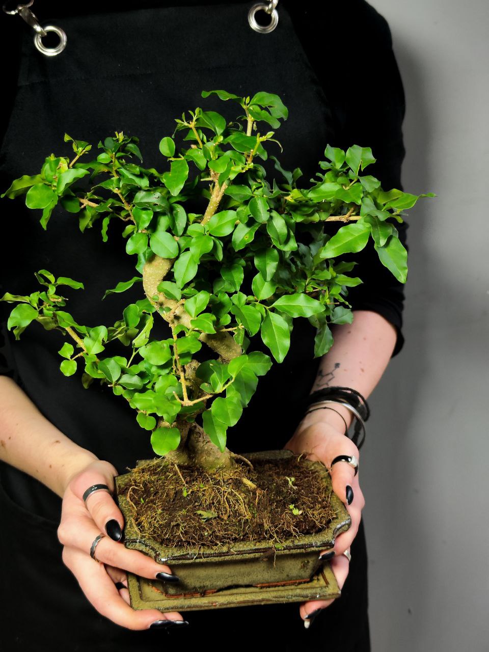 Бонсай Лигуструм (Bonsai Ligustrum) D20см