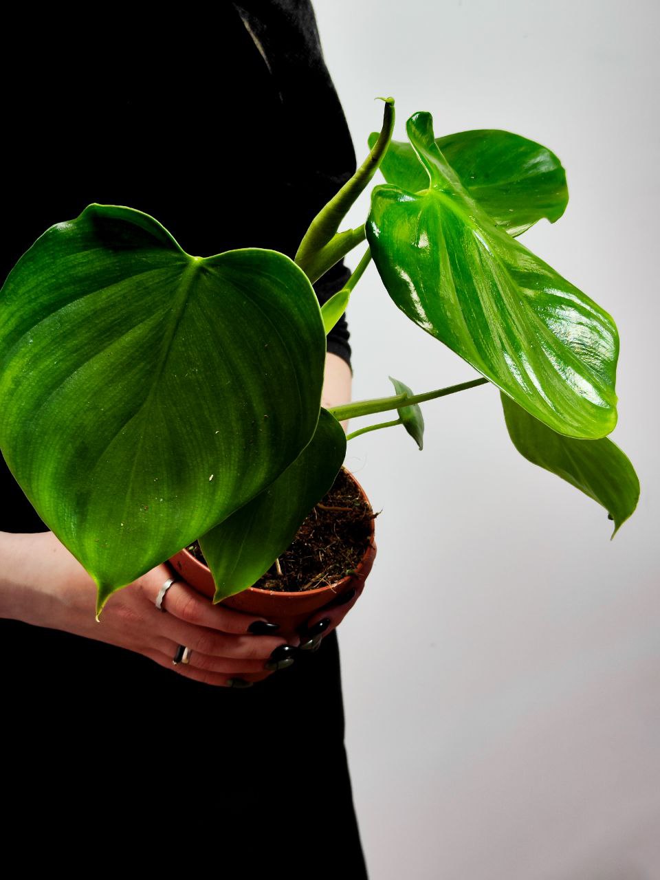 Филодендрон Питтьери (Philodendron Pittieri) D12см