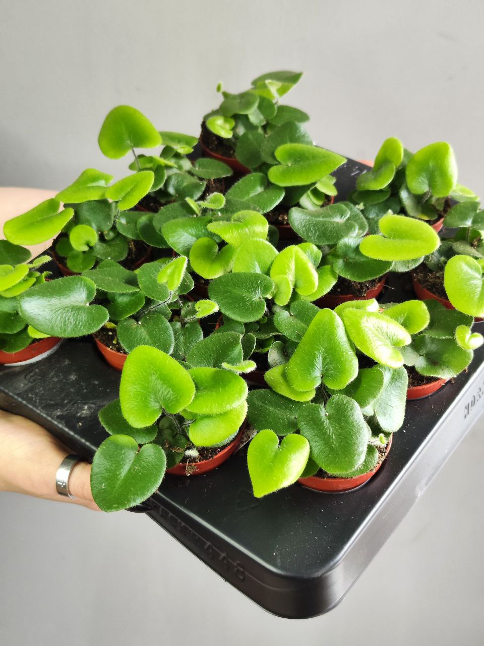 Хемионитис Арифолия, Папоротник Сердце (Hemionitis Arifolia) D5см