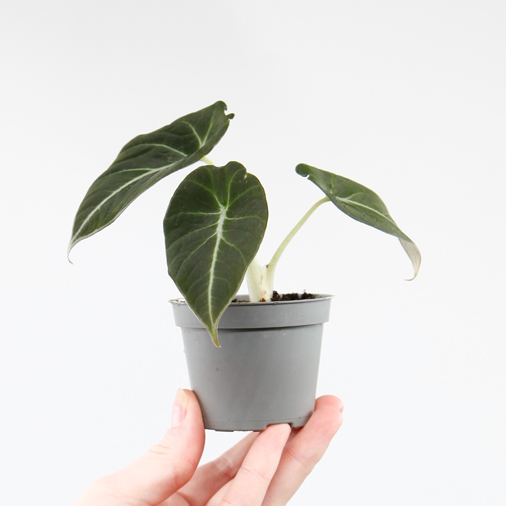 Алоказия Блэк Вельвет, или Черный Бархат (Alocasia Black Velvet) D6см