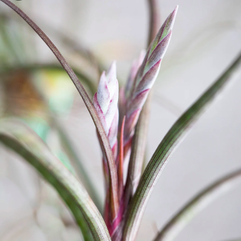 Тилландсия Псевдобалей (Tillandsia pseudobaileyi) XL