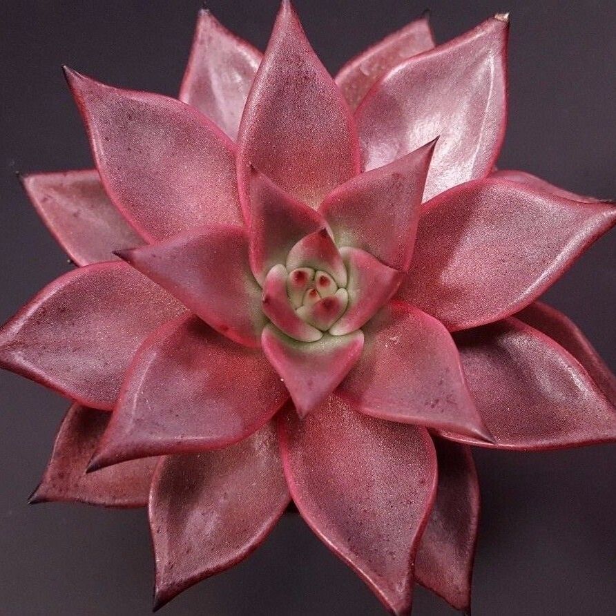 Эхеверия Таурус (Echeveria Agavoides Taurus) D5см
