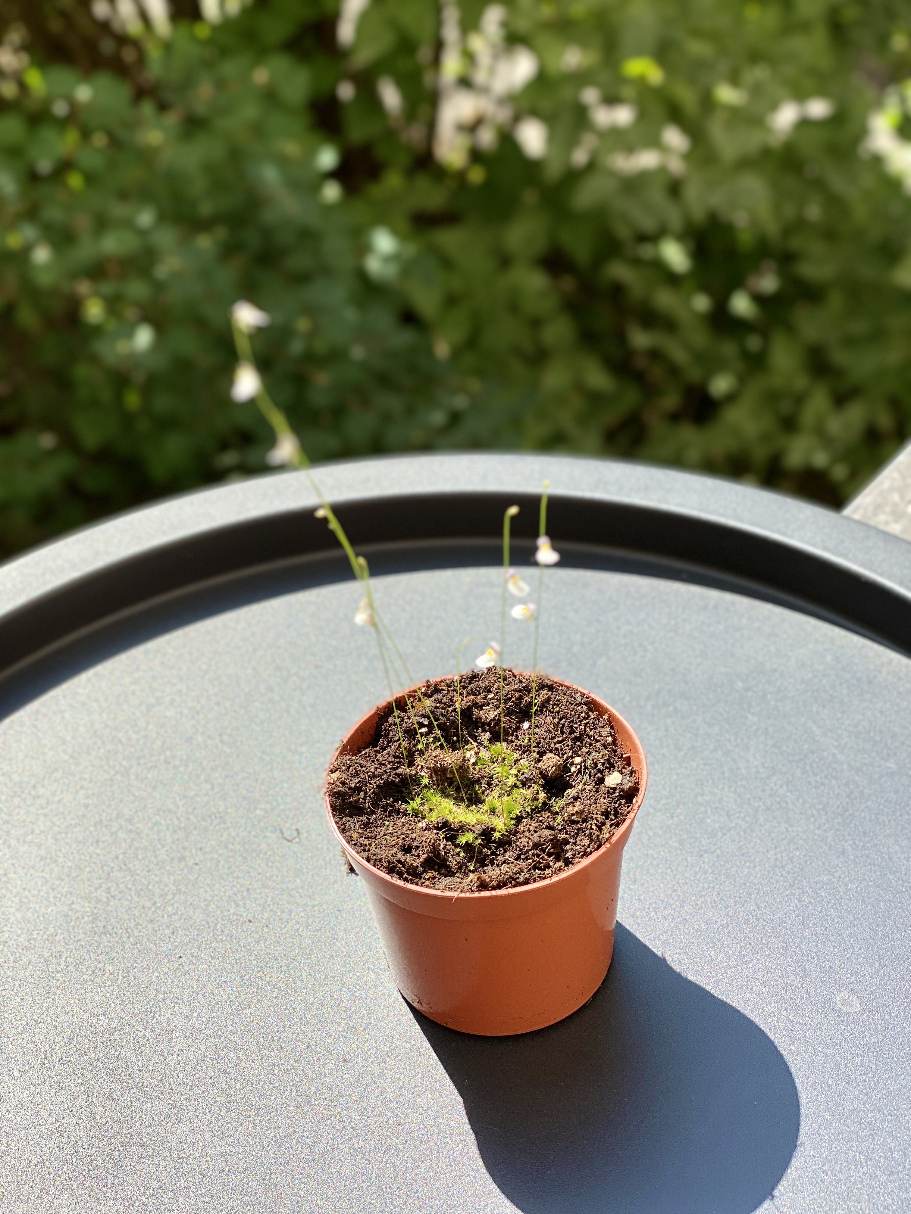 Пузырчатка девственная (Ultricularia Parthenopipes) D9см
