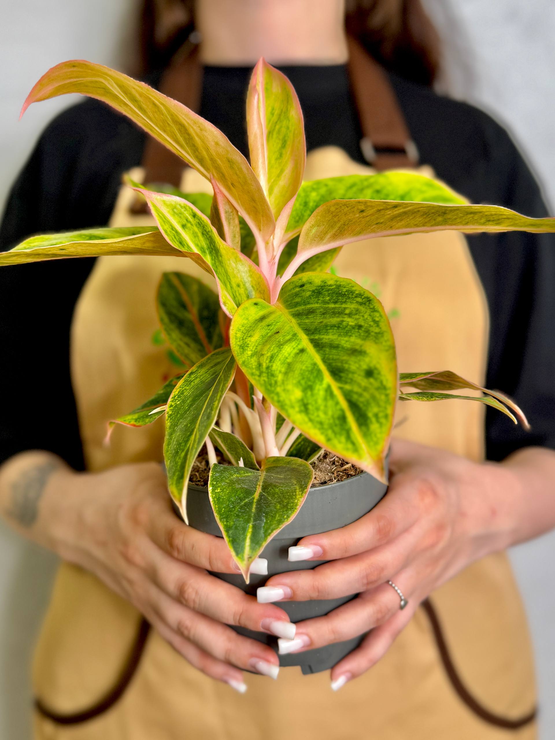 Аглаонема Сальмон Фэнтези (Aglaonema Salmon Fantasy) D12см