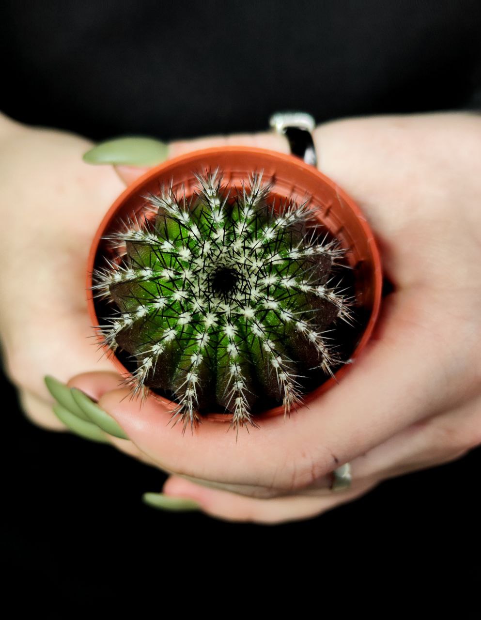 Нотокактус Юбельмания Пектинифера (Notocactus Uebelmannianus Pectinifera) D5см