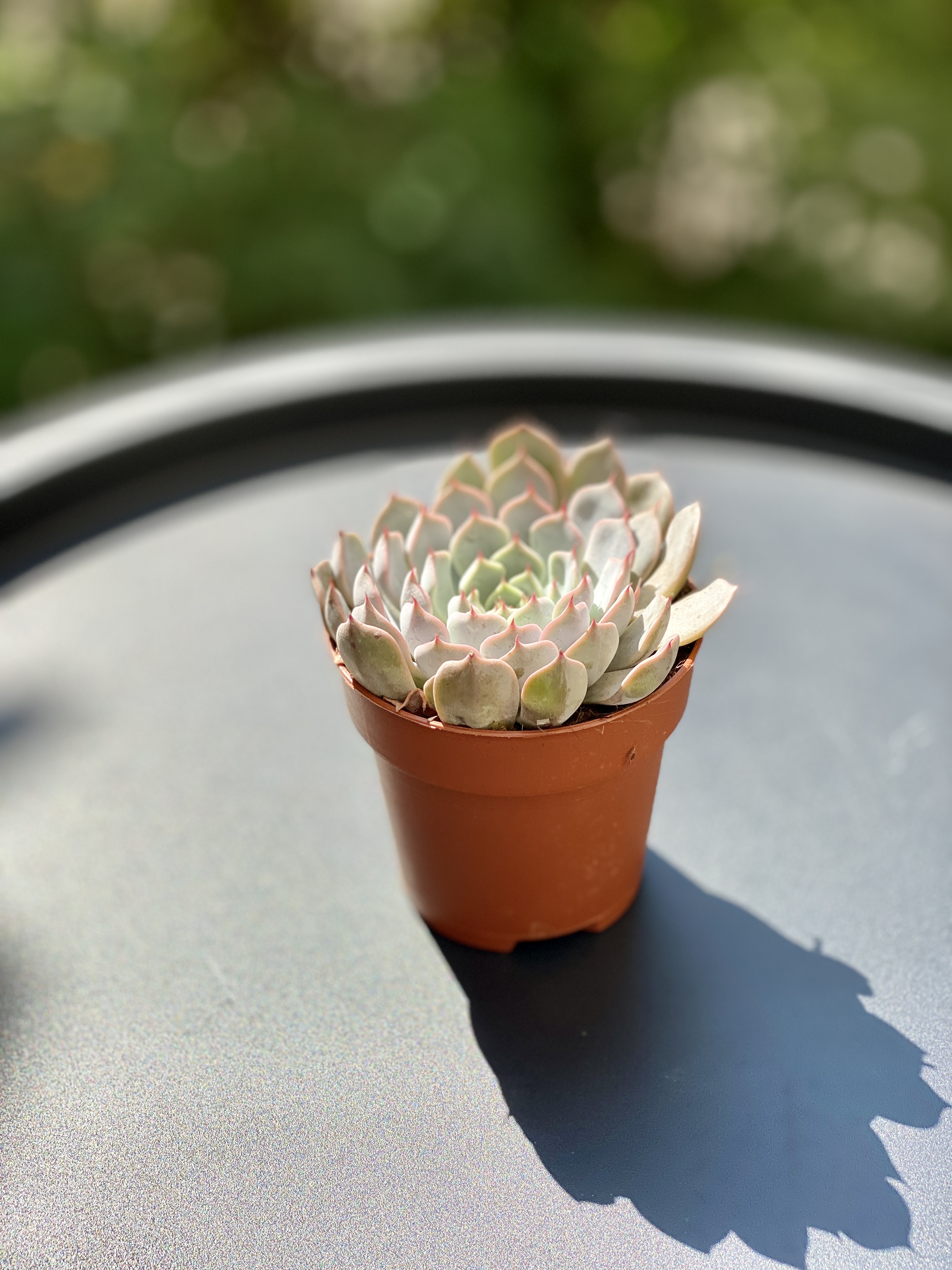 Эхеверия Розеа (Echeveria Rosea) D8см