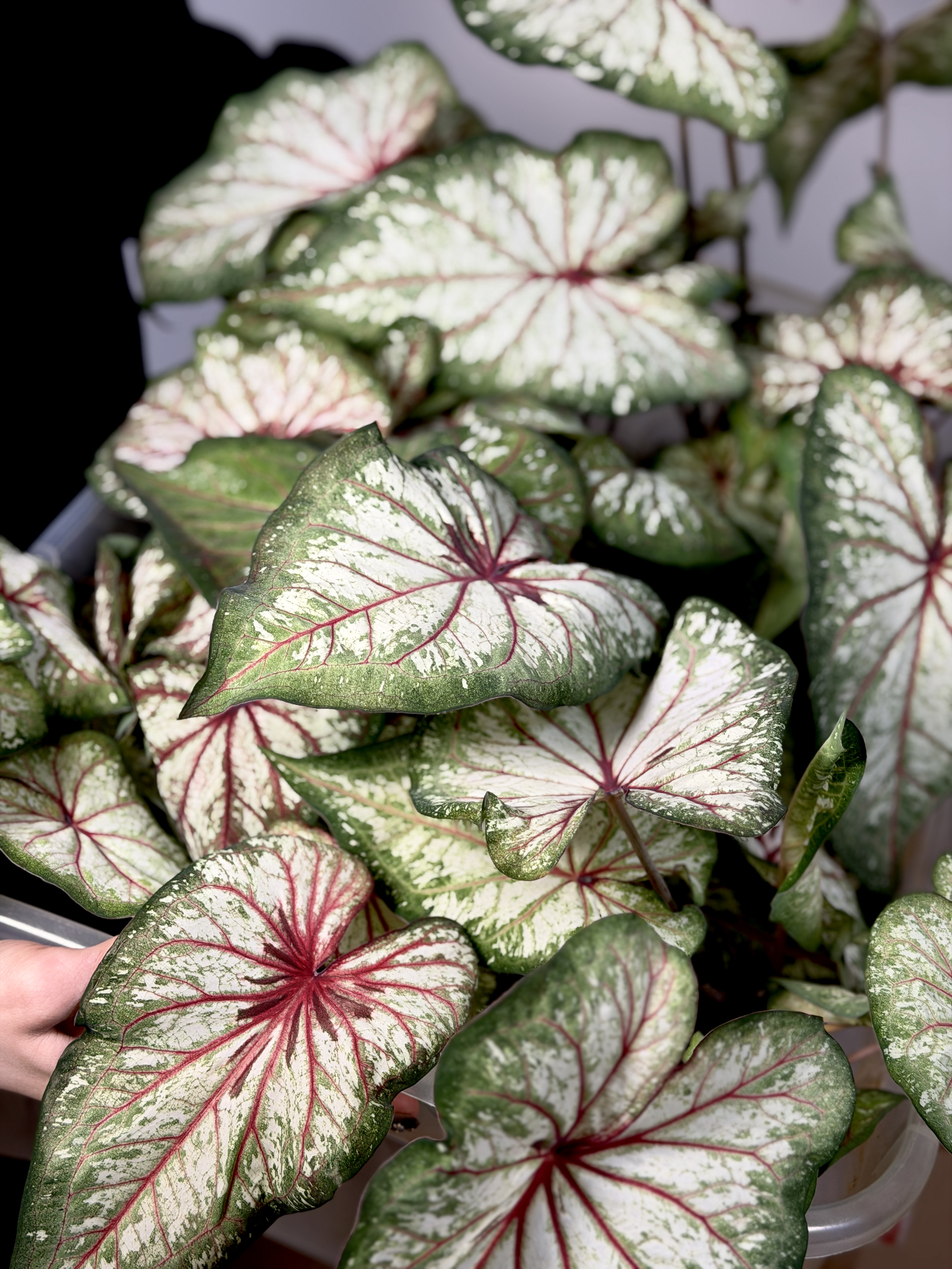 Каладиум Эксплоушн (Caladium Xplosion) D12см