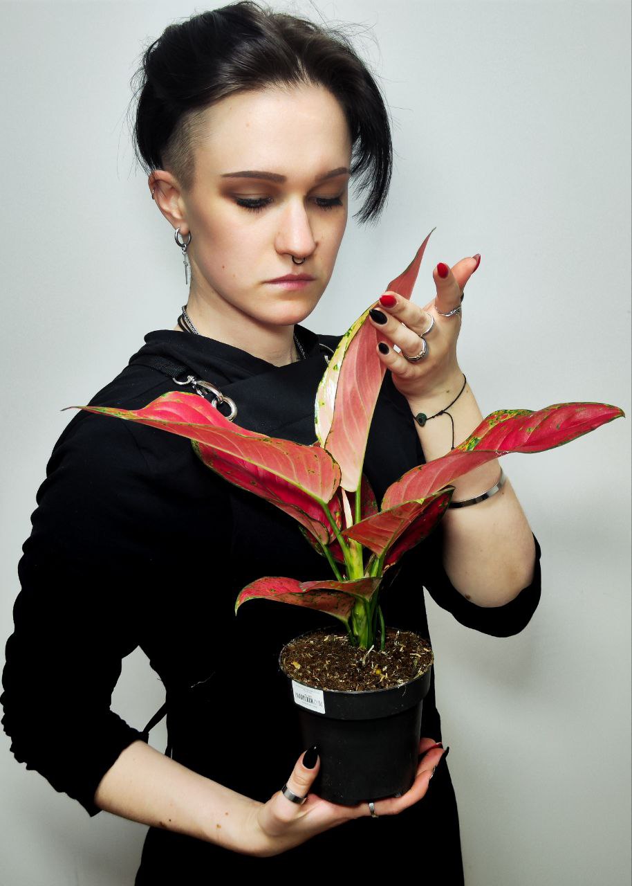 Аглаонема Ред Руби (Aglaonema Red Ruby) D12см