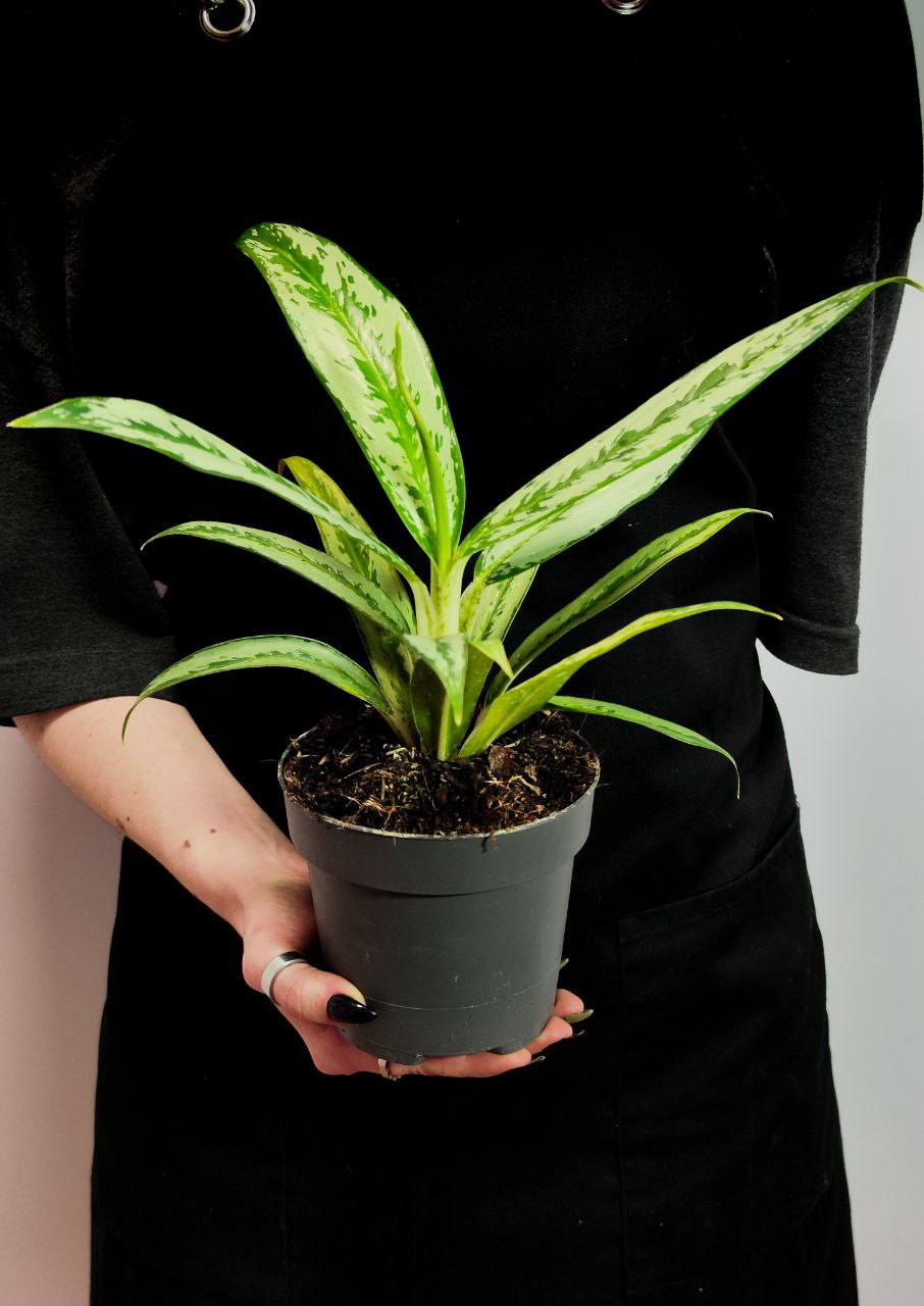 Аглаонема Кутласс (Aglaonema Cutlass) D12см
