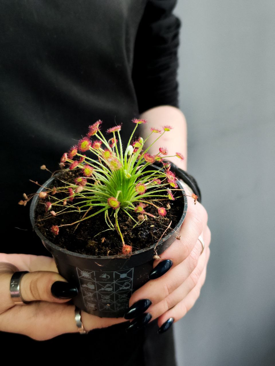 Росянка Парадокса (Drosera Paradoxa) D9см
