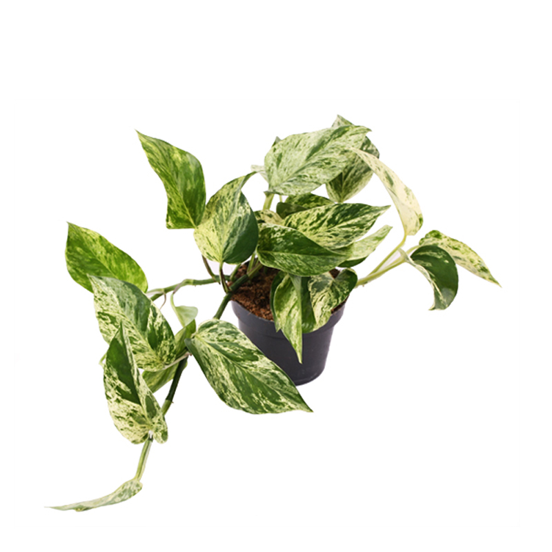 Эпипремнум Марбл Квин, Сциндапсус (Epipremnum Pinnatum Marble Queen) D6см