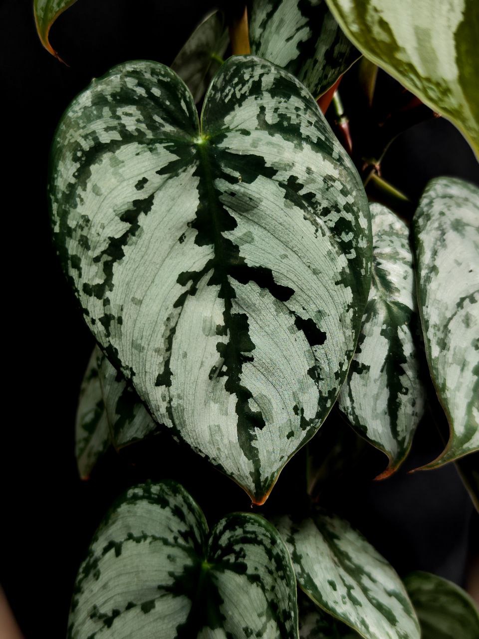 Филодендрон Брандтианум (Philodendron Brandtianum) D12см