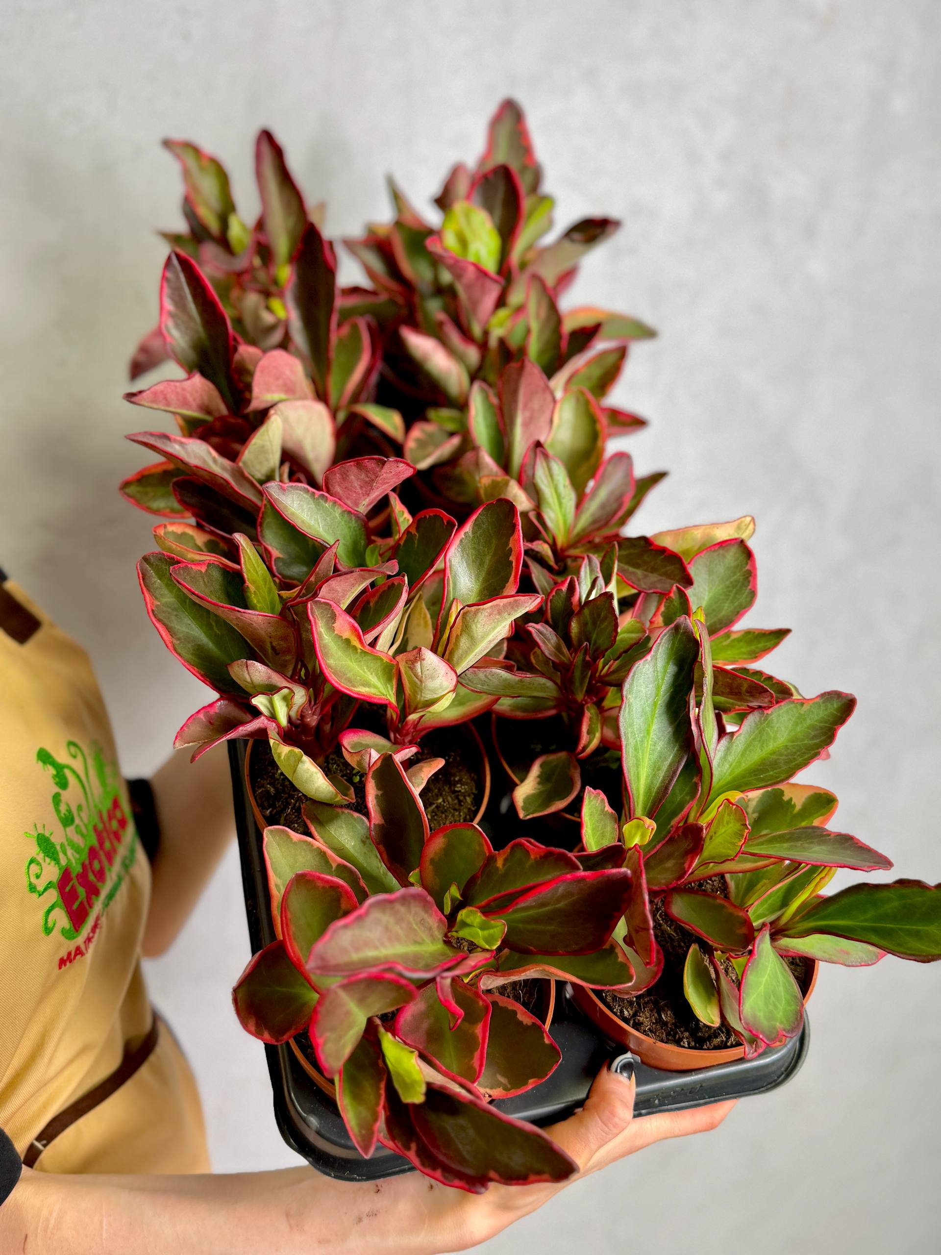 Пеперомия Клузиелистная Джелли (Peperomia Clusiifolia Jellie) D12см