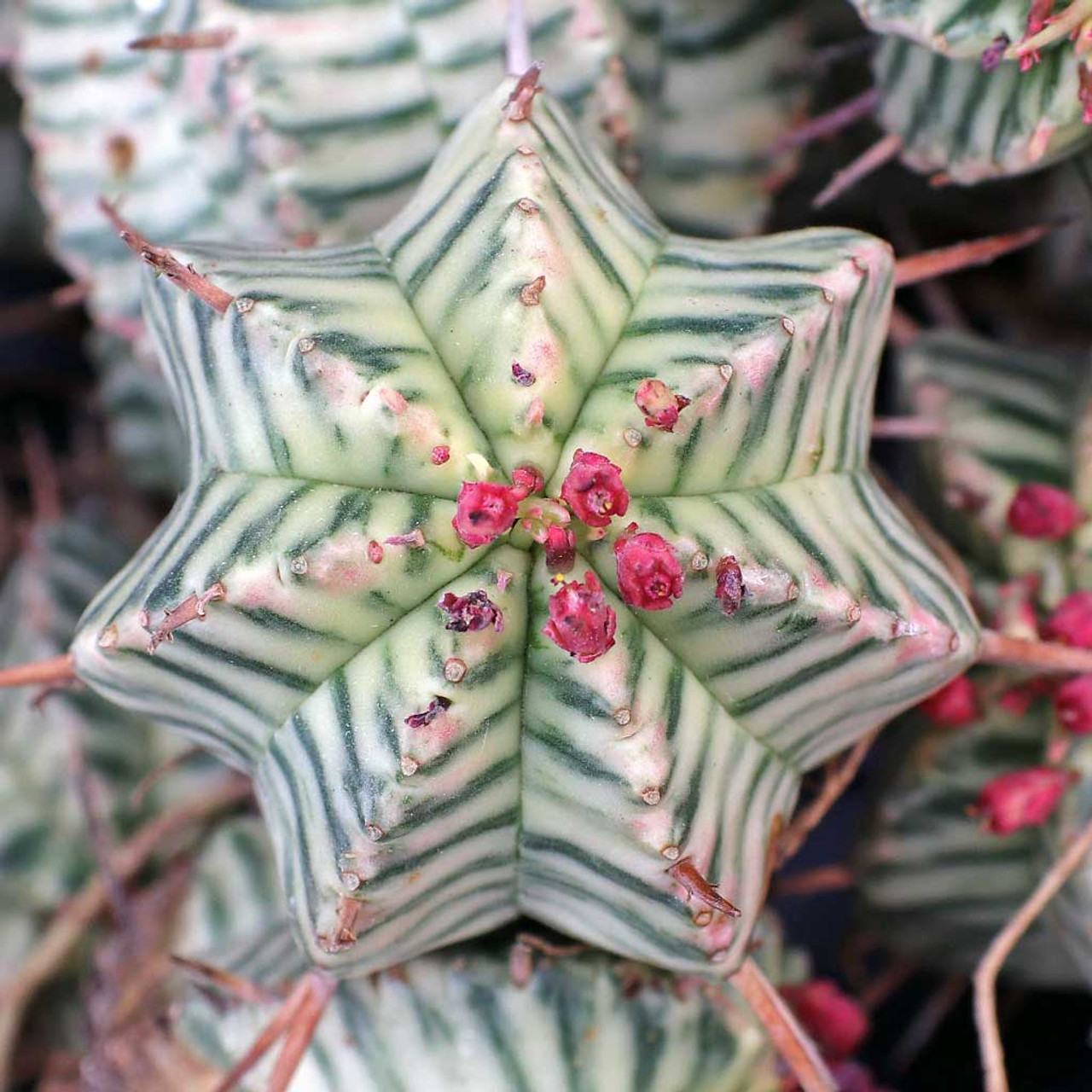 Эуфорбия Мелоформис Вариегата (Euphorbia Meloformis Variegata) D6,5см