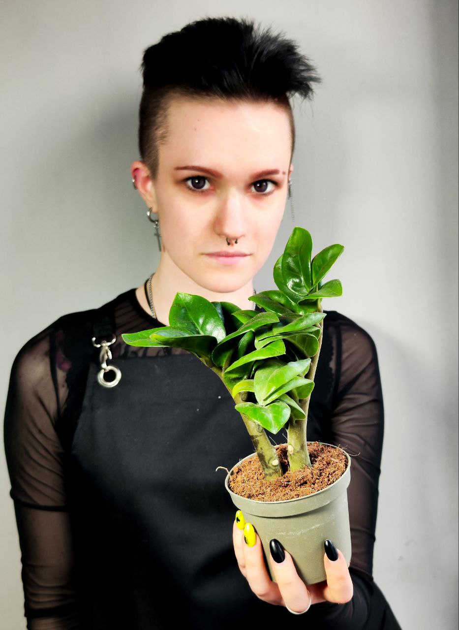 Замиокулькас Зензи Жук (Zamioculcas Zenzi Bug) D9см