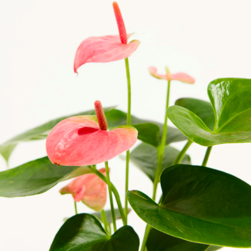 Антуриум Андре Пинк, или Розовый (Anthurium Аndraeanum Pink) D9см