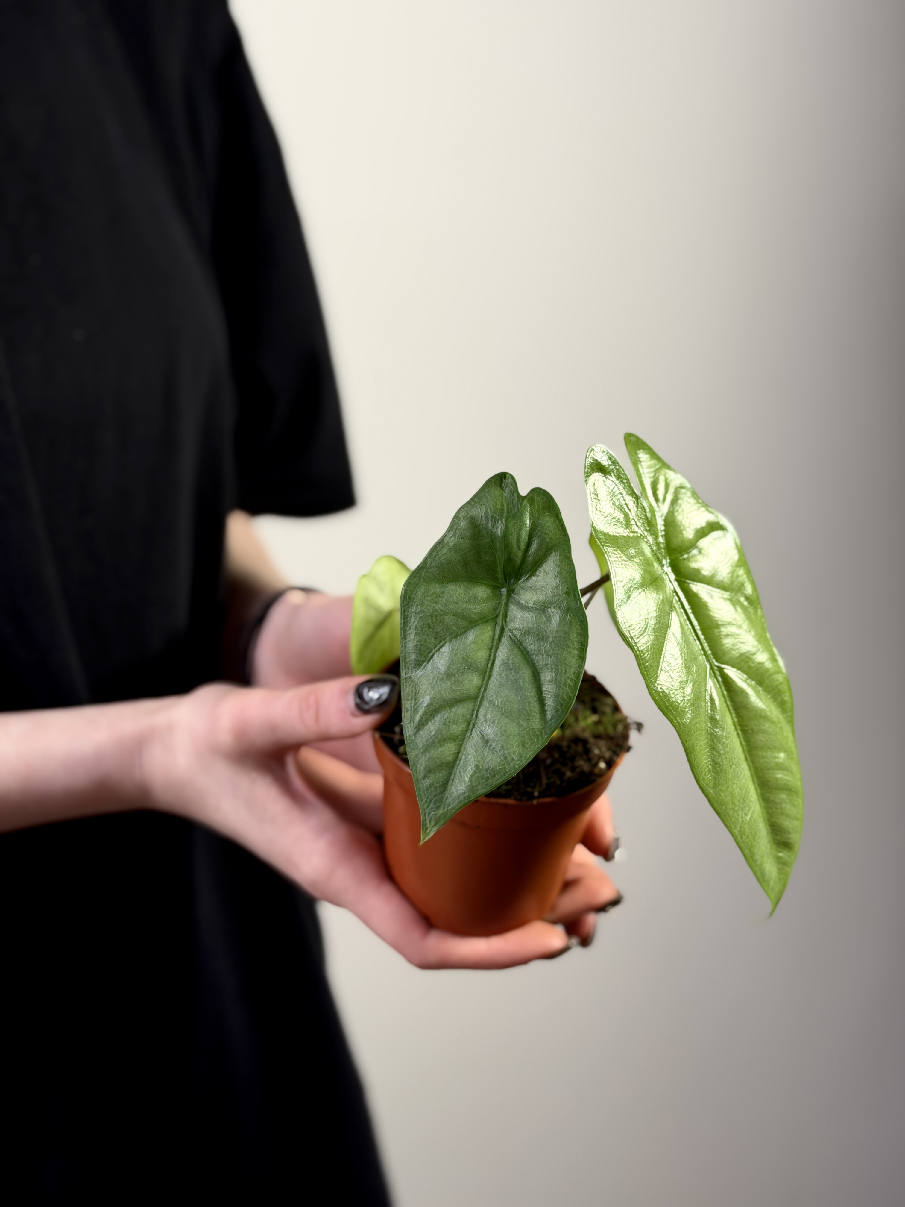 Алоказия Коразон (Alocasia Heterophylla Corazon) D8см