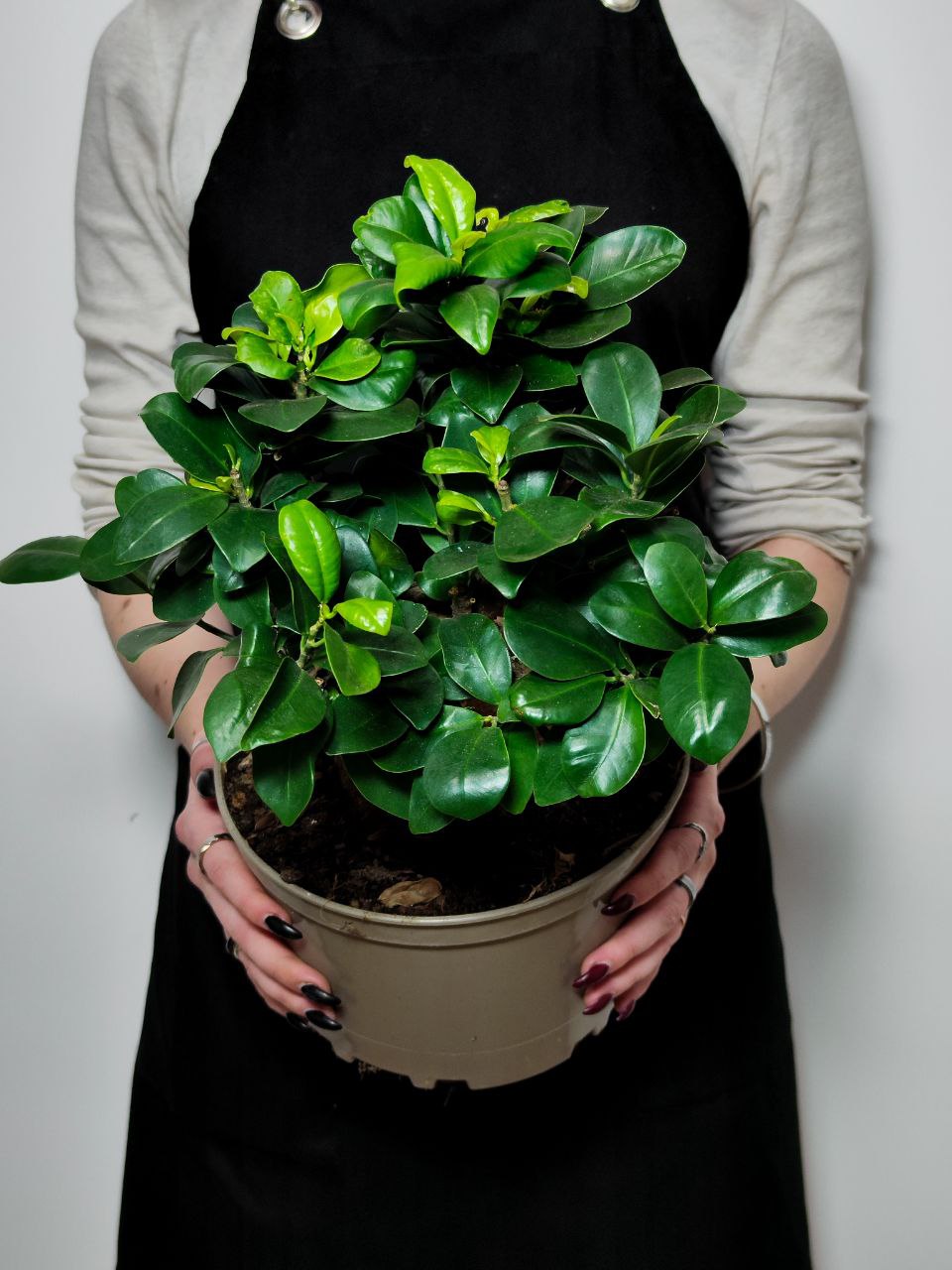 Фикус Микрокарпа (Ficus Microcarpa) D20см