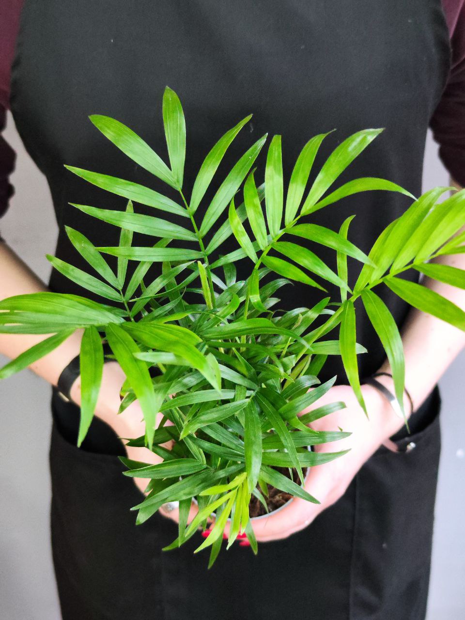 Хамедорея Изящная, или Бамбуковая Пальма (Chamaedorea Elegans) D9см
