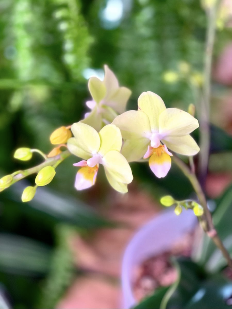 Орхидея Фаленопсис Мини Лимонная (Phalaenopsis Multiflora) D6см