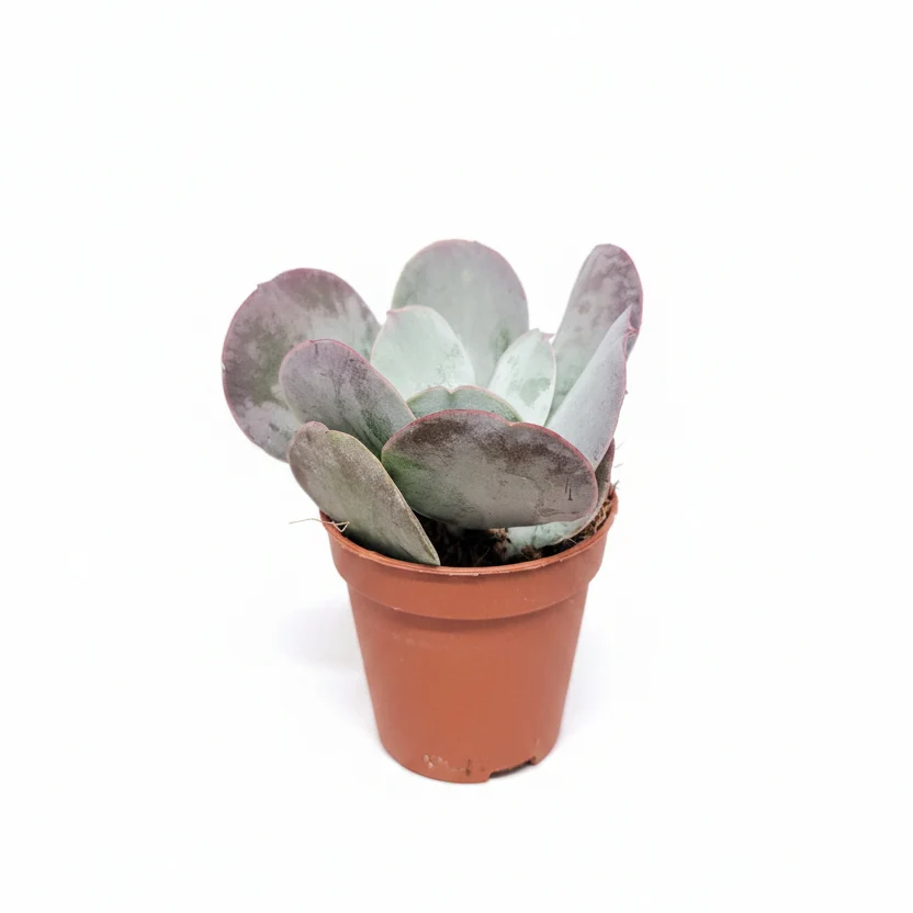Котиледон Орбикулата Ред Флейм (Cotyledon Orbiculata Red Flame) D5см