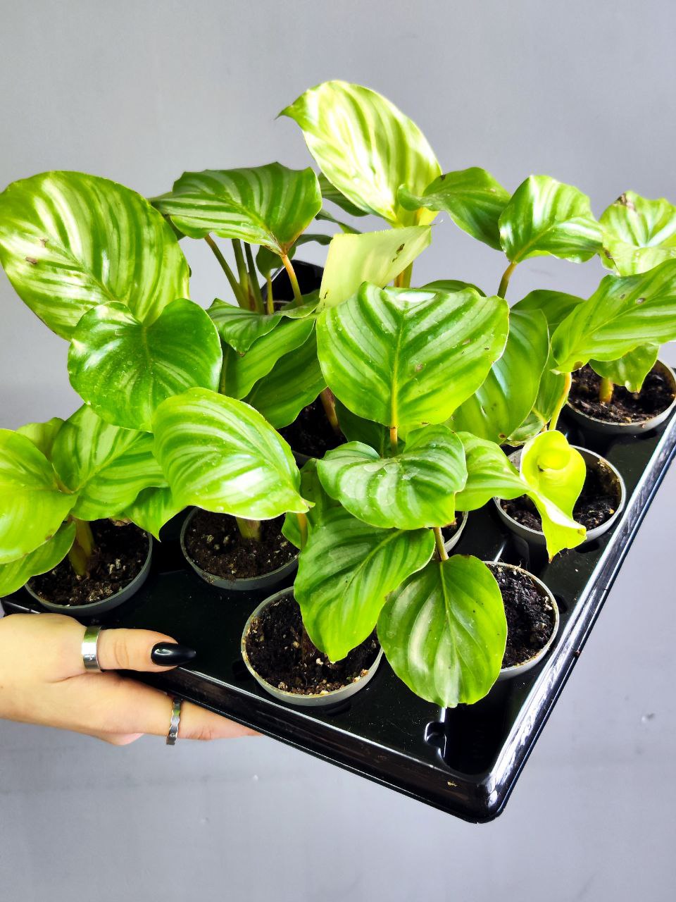 Калатея Орбифолия (Calathea Orbifolia) D6см
