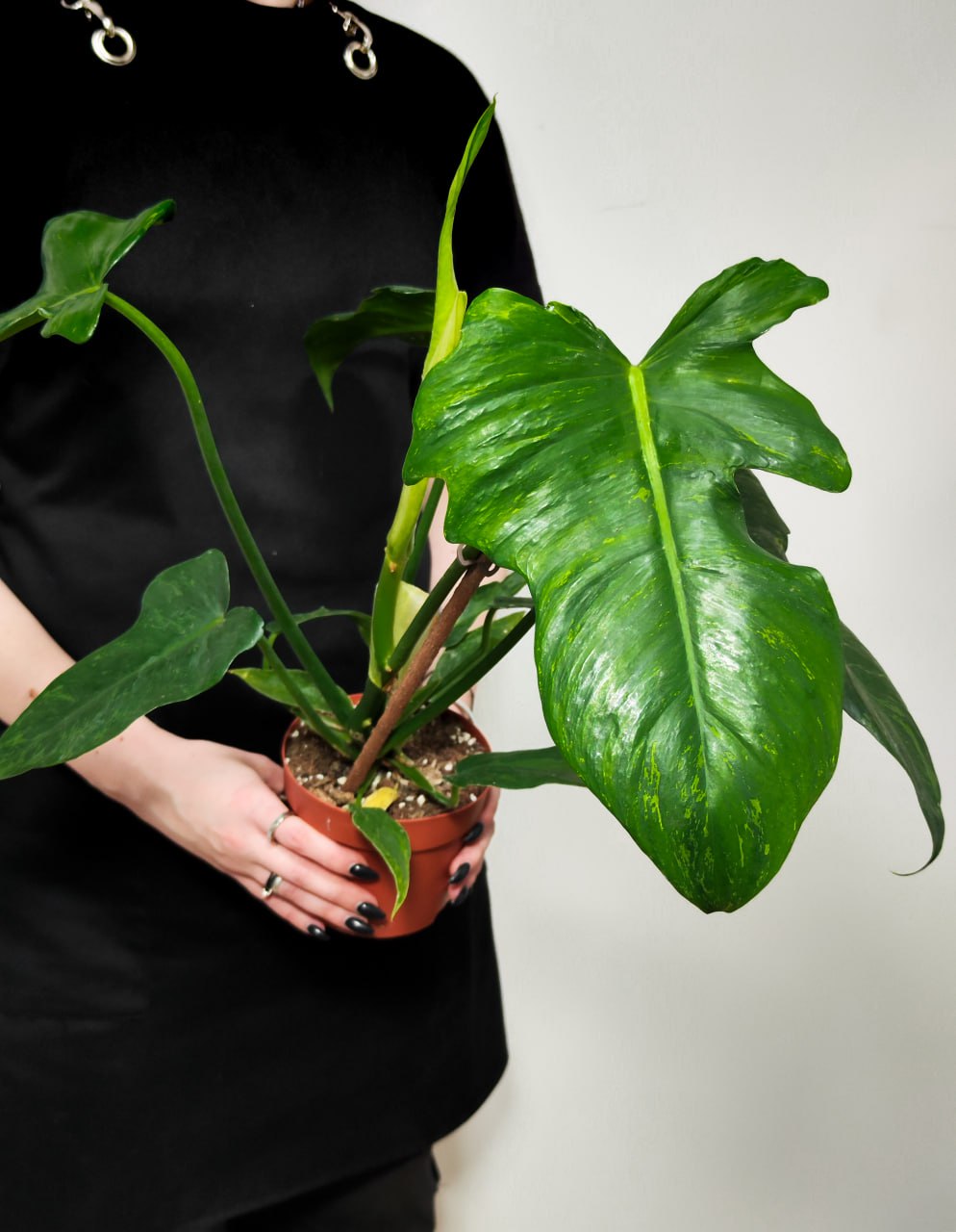 Филодендрон Золотой Дракон (Philodendron Golden Dragon) D12см