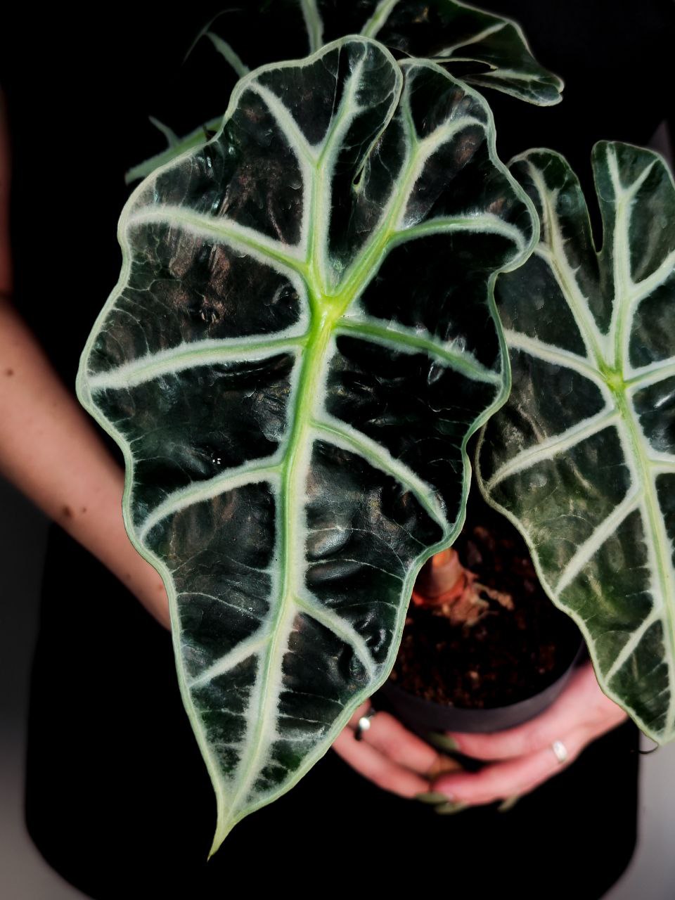 Алоказия Амазоника Дворф (Alocasia Amazonica Dwarf) D11см