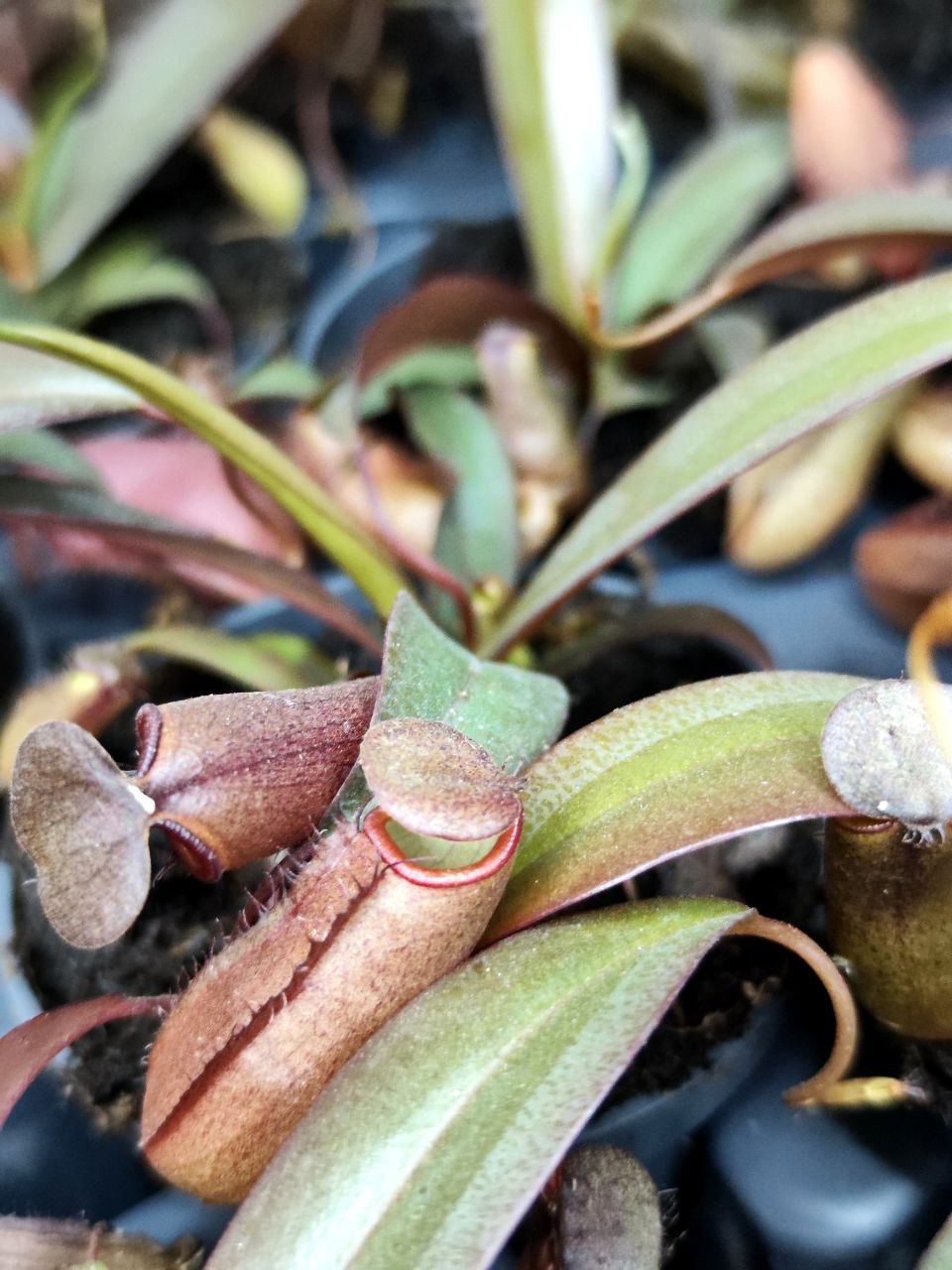 Непентес Сангвинея (Nepenthes Sanguinea) D9см