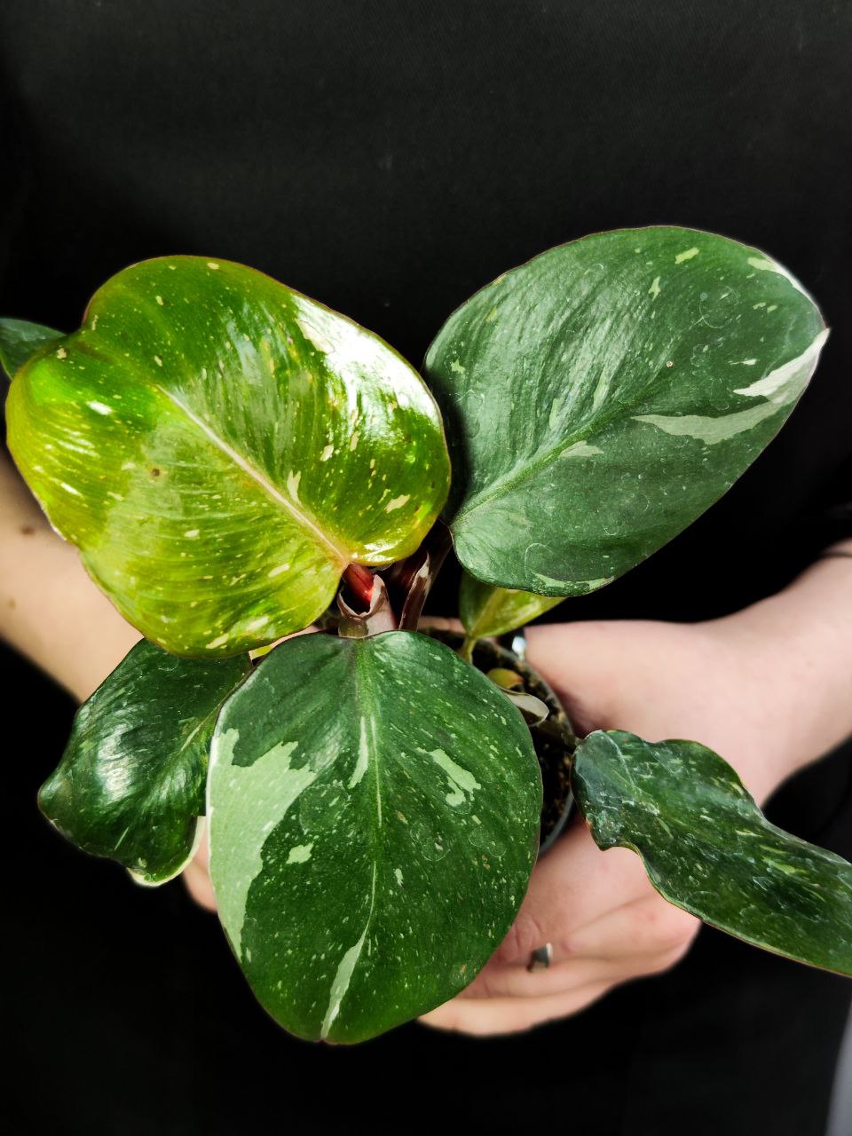 Филодендрон Вайт Кнайт, или Филодендрон Белый Рыцарь (Philodendron White Knight) D6см