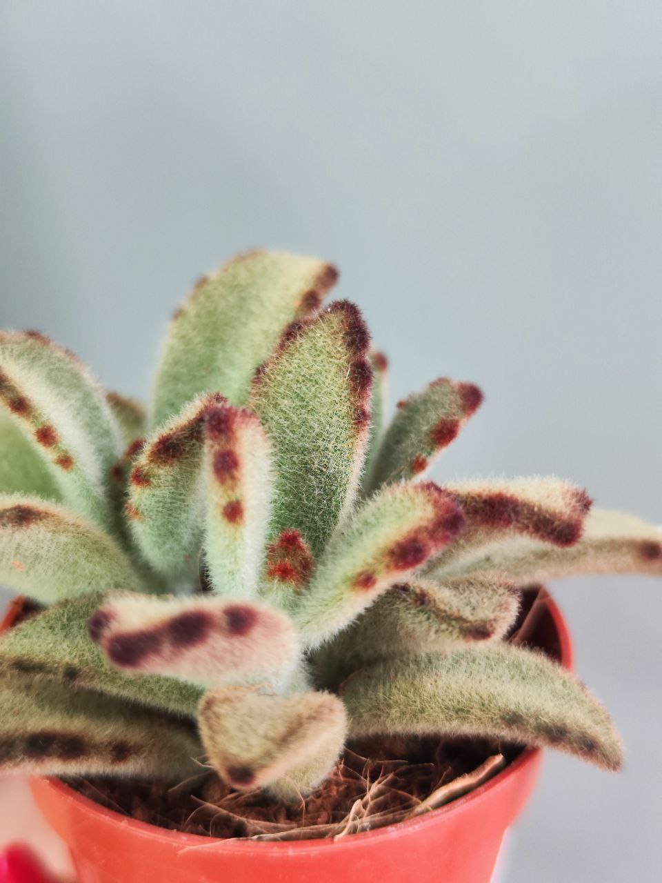 Каланхоэ Томентоза Аида (Kalanchoe Tomentosa Aida) D5см
