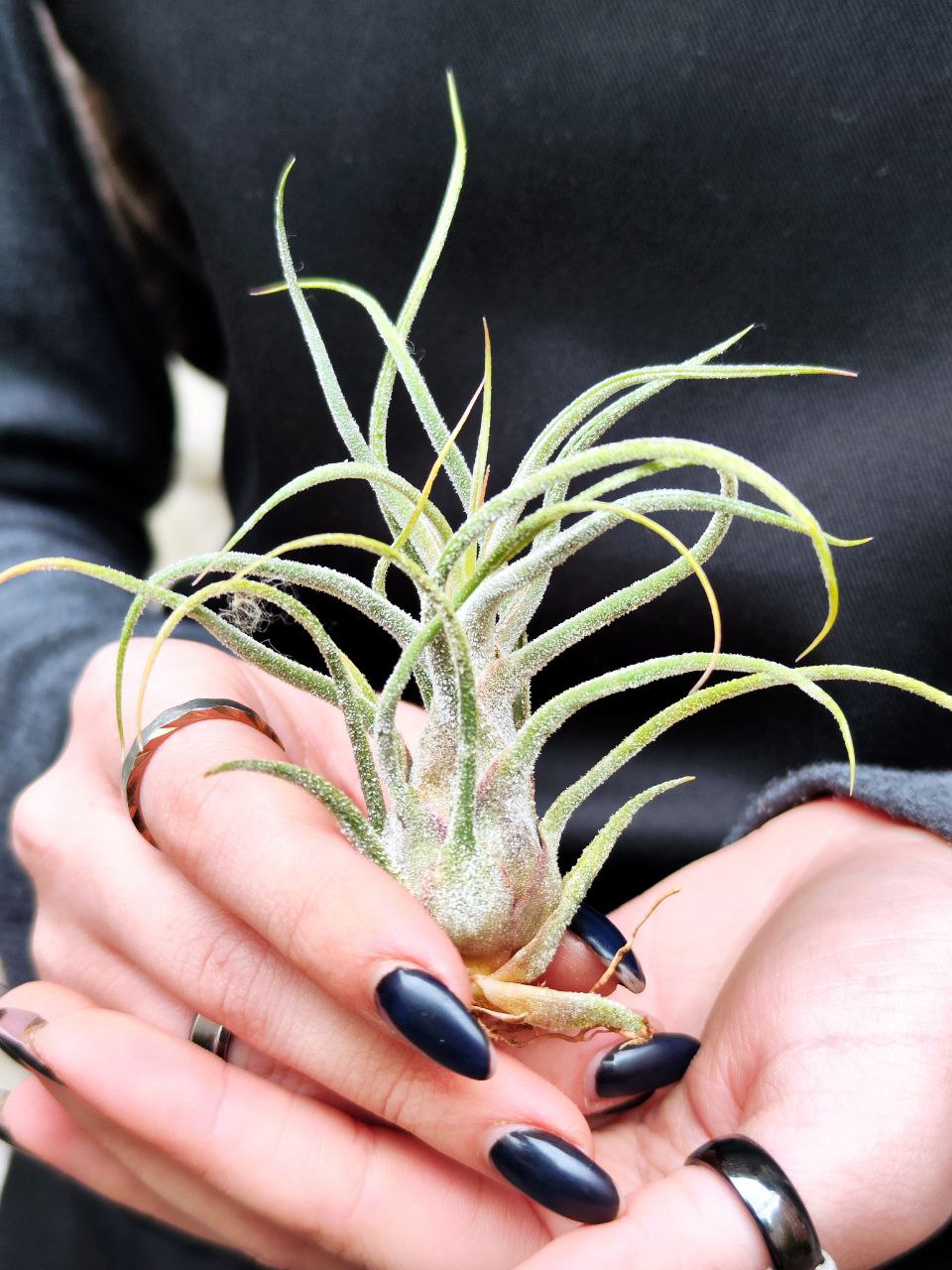 Тилландсия Пруиноса (Tillandsia Pruinosa)