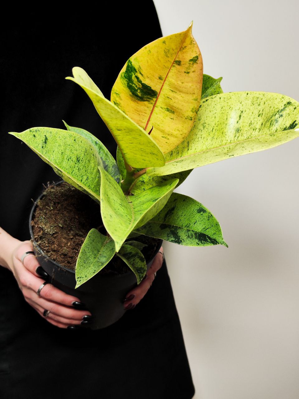 Фикус Эластика Муншайн (Ficus Elastica Moonshine) D17см