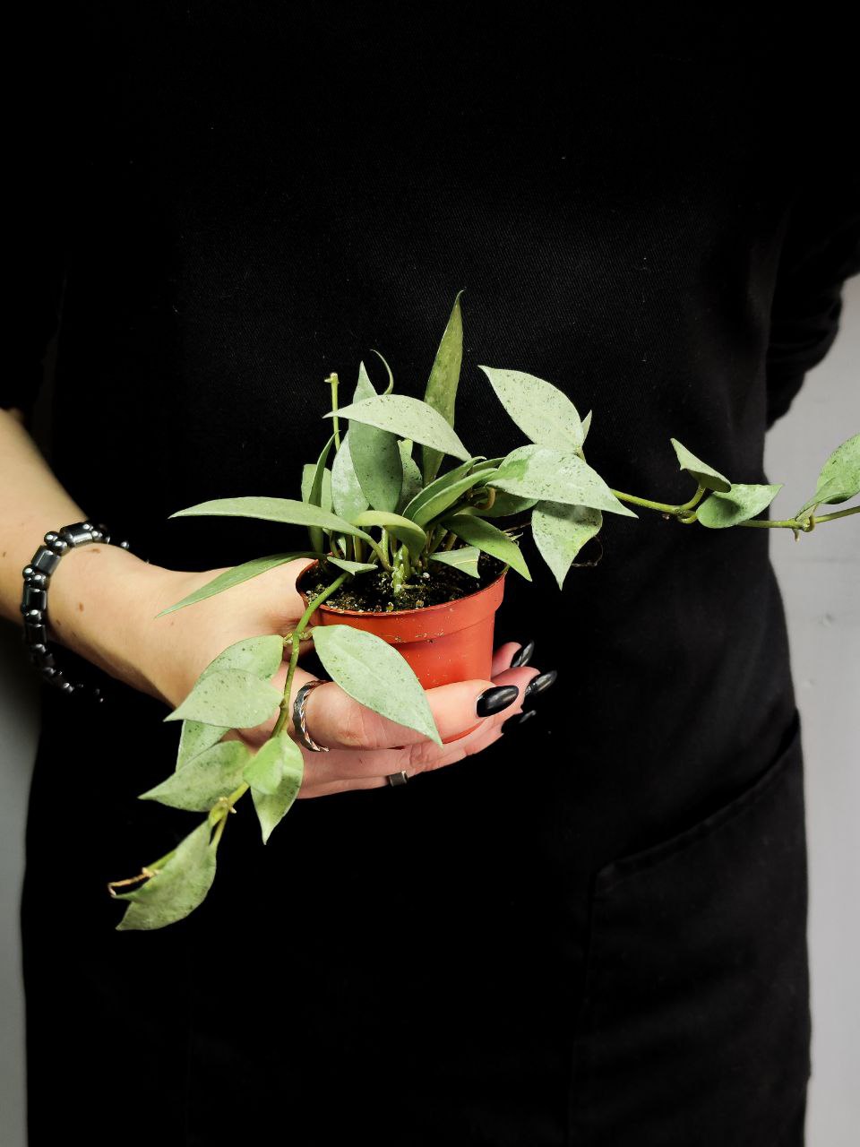 Хойя Лакуноза Минт (Hoya Lacunosa Mint) D6см