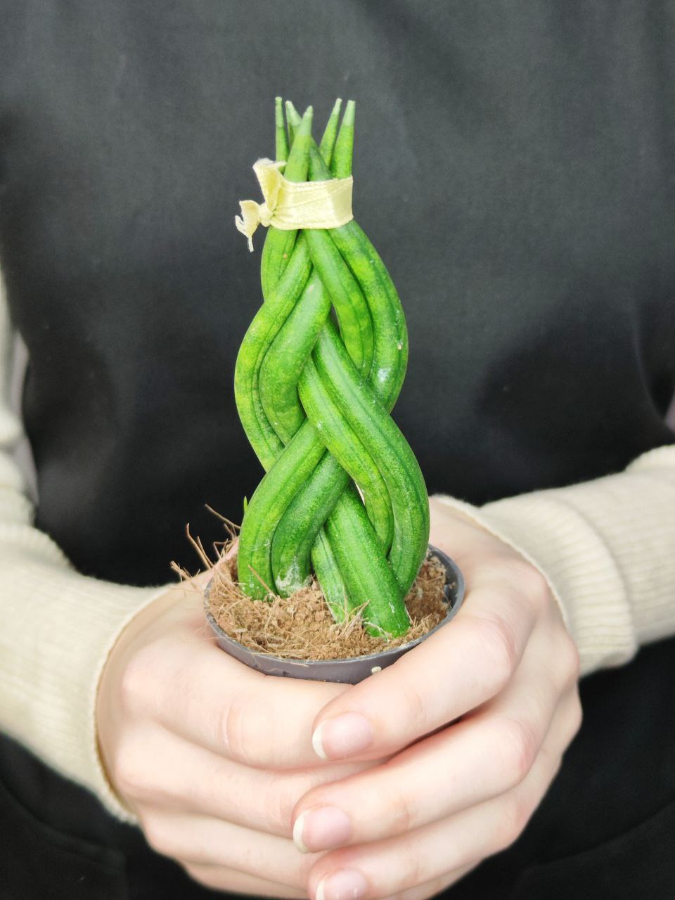 Сансевиерия Цилиндрическая Коса (Sansevieria Сylindrica Braid) D6см