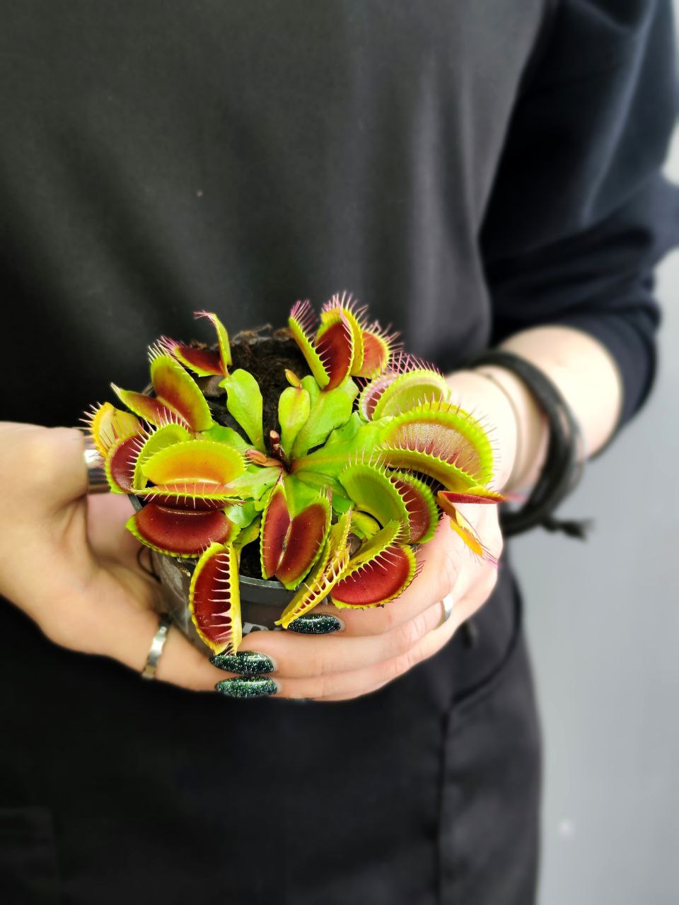 Венерина Мухоловка (Dionaea Muscipula) D9см